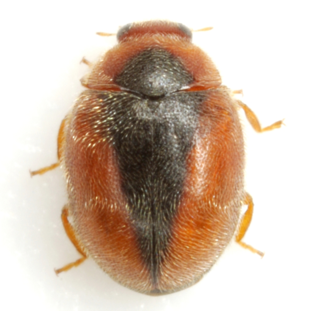 Scymnus