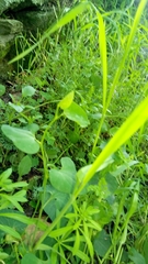 Aristolochia pallida