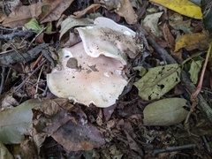 Leucopaxillus laterarius