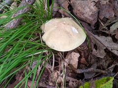 Tricholoma odorum