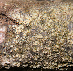 Lecanora nothocaesiella