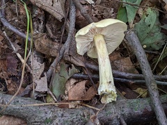 Tricholoma odorum