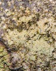 Lecanora nothocaesiella