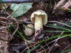 Tricholoma odorum