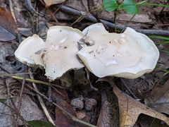 Leucopaxillus laterarius