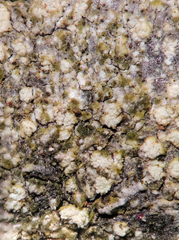 Lecanora nothocaesiella