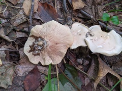 Leucopaxillus laterarius
