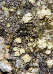 Lecanora nothocaesiella