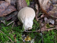 Lycoperdon molle