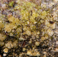 Lecanora nothocaesiella