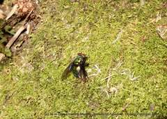 Blepharicnema splendens