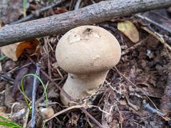 Lycoperdon molle