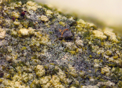 Lecanora nothocaesiella