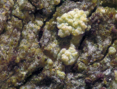 Lecanora nothocaesiella