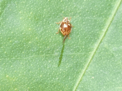 Psyllobora marshalli