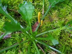 Clavulinopsis helvola