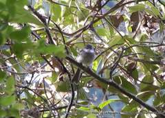 Mecocerculus leucophrys