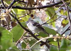 Mecocerculus leucophrys