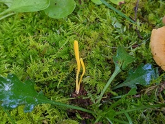 Clavulinopsis helvola