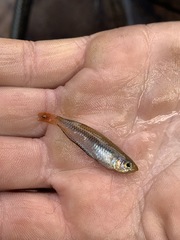Rhadinocentrus ornatus