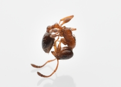 Temnothorax pergandei