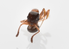 Temnothorax pergandei