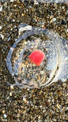 Euphysa flammea