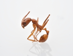 Aphaenogaster flemingi