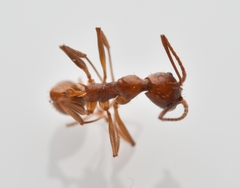 Aphaenogaster flemingi