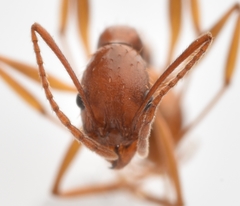 Aphaenogaster flemingi