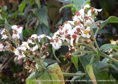 Alloispermum