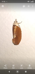 Proeulia chrysopteris