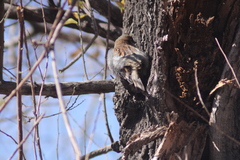 Passer domesticus