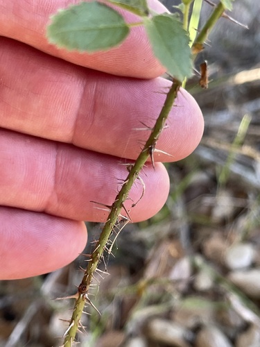 Bald-hip Rose foliage