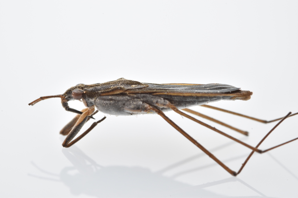Gerris marginatus