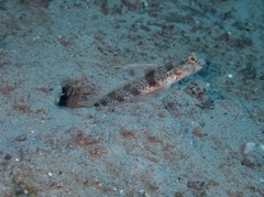 Tomiyamichthys