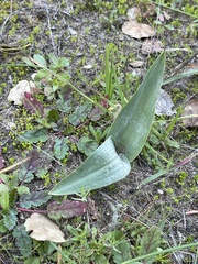 Piperia