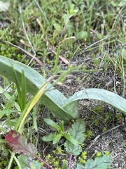 Piperia