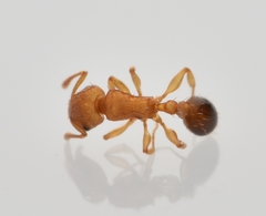Tetramorium simillimum