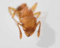Tetramorium simillimum