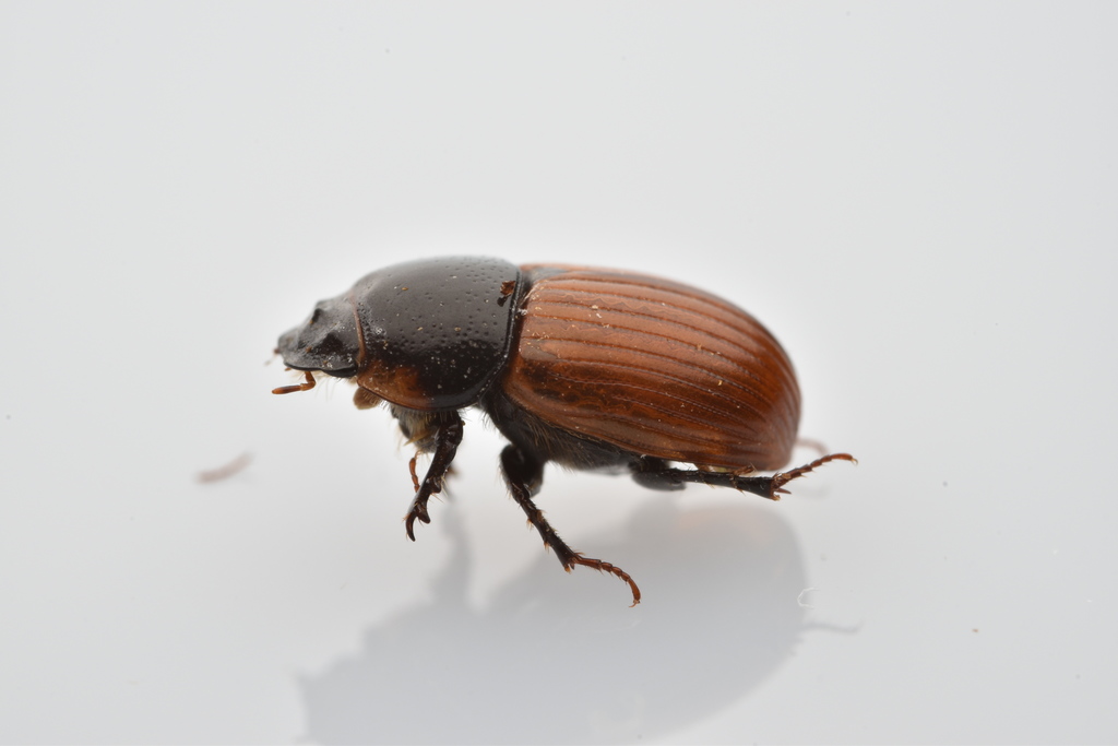 Common dung beetle