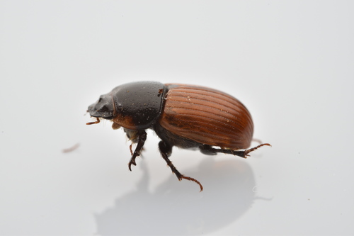 Common dung beetle
