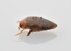 Laccophilus proximus