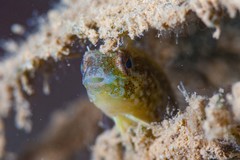 Petroscirtes variabilis