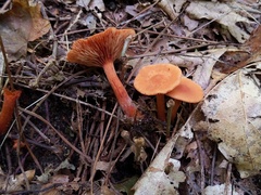 Lactarius areolatus