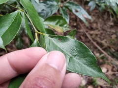 Murraya euchrestifolia