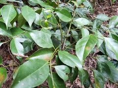 Murraya euchrestifolia