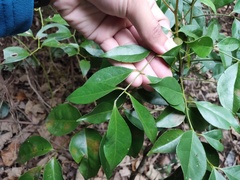 Murraya euchrestifolia
