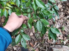 Murraya euchrestifolia