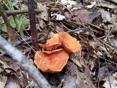 Lactarius areolatus